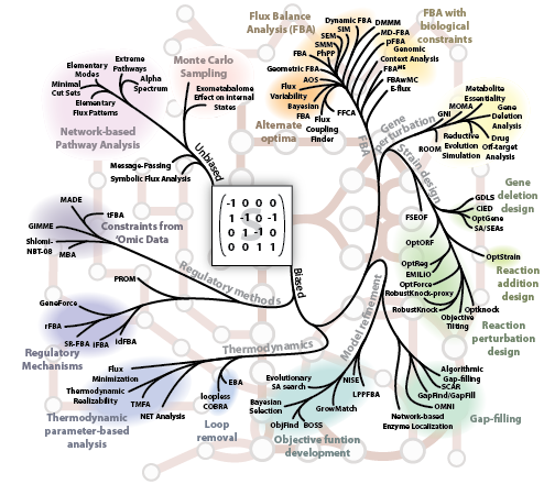 Phylogeny